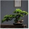 sararui Kunstpflanze Künstliche Bonsai-Kiefer von 17 Zoll, realistische gefälschte Pflanzendekoration, Topfkünstliche Hausanlagen, für Desktop-Display, Zen Garden Dekor Künstlicher Bonsai