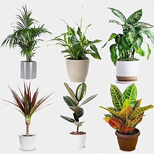 Indoor Plants Real, Mix of 6 House Plants in 12cm Pots, Real to Grow in Your Office, Home, Bedroom, Kitchen and Living Room, Perfect for Clean Air, Delivered