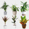 Indoor Plants Real, Mix of 6 House Plants in 12cm Pots, Real to Grow in Your Office, Home, Bedroom, Kitchen and Living Room, Perfect for Clean Air, Delivered
