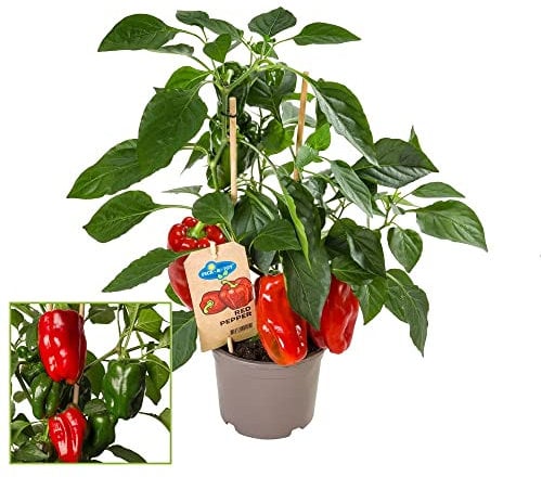 Exotenherz - Paprika-Pflanze mit roten Früchten - für Balkon und Garten - 14cm Topf - Gemüse-To-Go