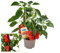 Exotenherz - Paprika-Pflanze mit roten Früchten - für Balkon und Garten - 14cm Topf - Gemüse-To-Go