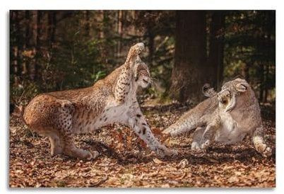 Tierposter Kampf des Luchs, dekorative Leinwand, Familienschlafzimmer, Kunstwerk, Bild, Gemälde, 30 x 45 cm