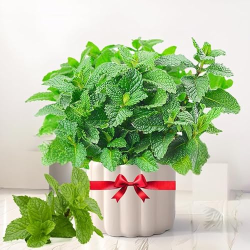 TANKDA Sets 2 Live Mint Plants Herb in 3.5 Pot, Fresh Peppermint for Indoor Outdoor Growing, Spring Planting, 5-9 in Tall
