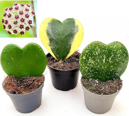 POWERS TO FLOWERS - HOYA CUORE KERRII TRIS: SPLASH, VARIEGATA e CLASSICA, Piante vere