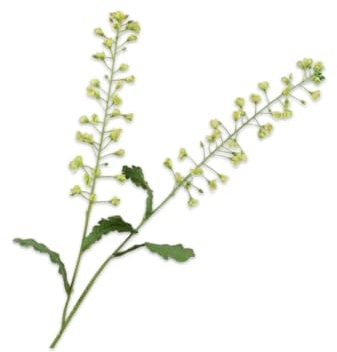 Silk-ka Kunstblume - Seidenblume Primelzweig grün 85 cm