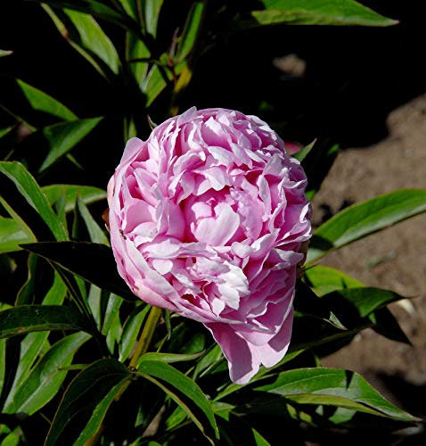 Edelpfingstrose Mammoth Rose - Paeonia lactiflora