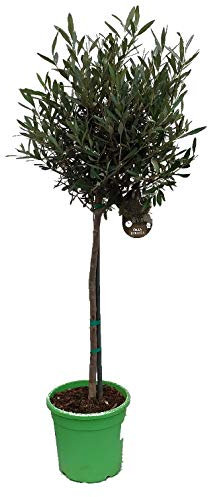 Olivenbaum, kräftiges Stämmchen, 100-120cm im Topf, Olea europea