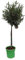 Olivenbaum, kräftiges Stämmchen, 100-120cm im Topf, Olea europea