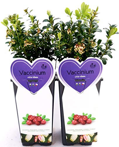 POWERS TO FLOWERS - MIRTILLO ROSSO, VACCINIUM, 2 PIANTE, piante vere