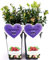 POWERS TO FLOWERS - MIRTILLO ROSSO, VACCINIUM, 2 PIANTE, piante vere