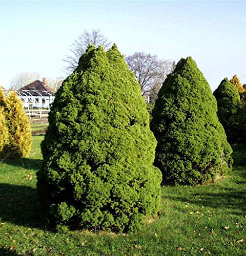 Zuckerhut Fichte 60-70cm - Picea glauca - lebende Gartenpflanze aus den Baumschulen
