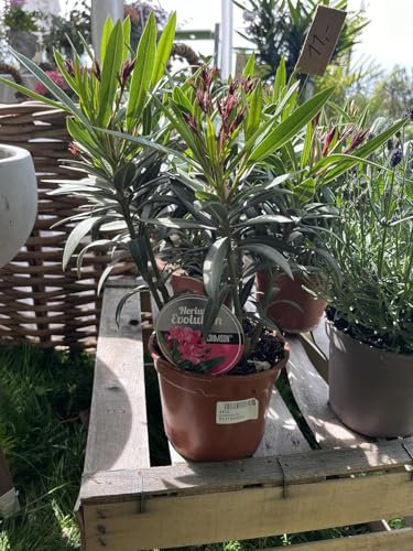 Nerium Oleander Pflanze, Weiße Blüten, Mediterraner Gartenstrauch 30-50cm