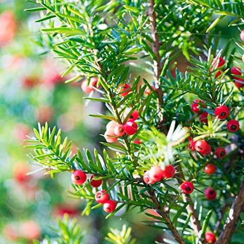 Gardline - Fruchtende Eibe Bechereibe 50-60cm IM TOPF. Angebot: 10-200 Taxus media Hicksii - 25 St. (ca. 6,5 Meter)