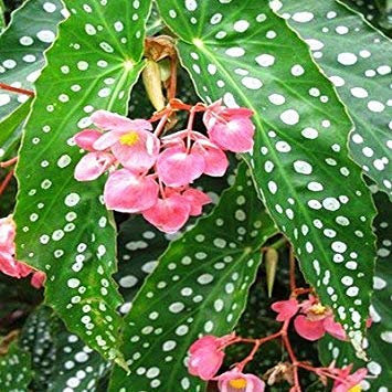 . 100pcs / Sac Begonia Fleur Flore Jardin Terrasse extérieure Couleur Feuille Begonia Planta Family Garden Plantation Potted Vivace: 5