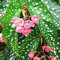 . 100pcs / Sac Begonia Fleur Flore Jardin Terrasse extérieure Couleur Feuille Begonia Planta Family Garden Plantation Potted Vivace: 5