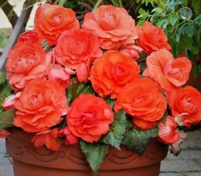 Pretty Salmon Flowers Superba Salmon Begonia Bulb