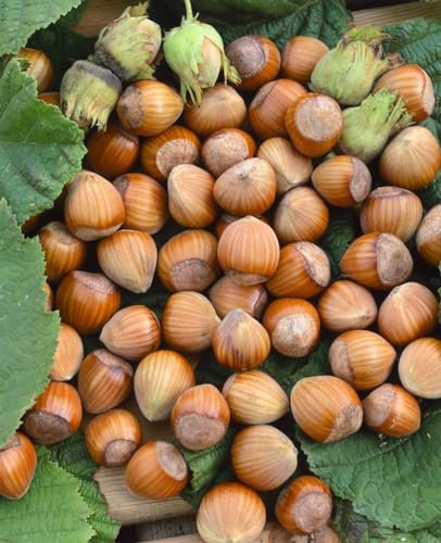 Corylus avellana 'Wunder aus Bollweiler' 60-100 cm - Haselnuss, große Nüsse, Erntezeit September-Oktober, ideal für Hecken, winterhart und pflegeleicht
