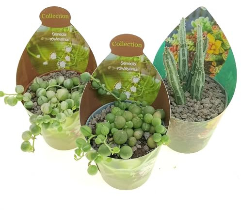 Set di 3 piante grasse vere da collezione in vasi diam. 6.5 cm - Senecio