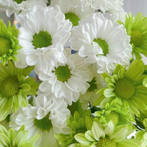 Luojuny 500pcs Chrysanthemen-samen Locken Bienen Schmetterlinge Trockenheitstolerante Blumen Samen Pflegeleichte Chrysanthemen-Samen Grün