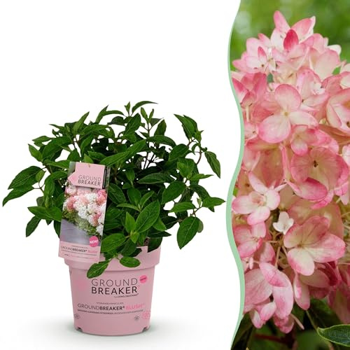 Hydrangea panniculata Groundbreaker Blush - Hortensie - Winterhart - Rosa - 20-25cm - Ø14cm - Gartenpflanze