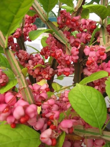 Euonymus phellomanus - Kork-Spindelstrauch - Pfaffenhütchen - Veredelung auf 90 cm Hochstamm