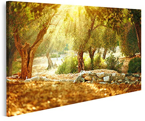 islandburner Bild auf Leinwand Mediterraner Olivengarten Mit Altem Olivenbaum Bilder Wandbilder Poster