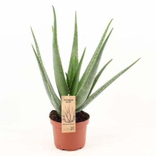 Echte Aloe Vera Zimmerpflanze Ø19 cm 70 cm