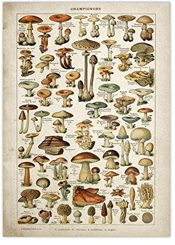 BYFRI Vintage Poster Antike Blumendruck Kunst Botanical Educational Poster Pilz Wandkunst Home Decor