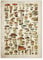 BYFRI Vintage Poster Antike Blumendruck Kunst Botanical Educational Poster Pilz Wandkunst Home Decor