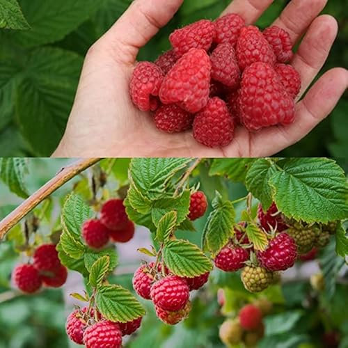 3 x Raspberry Autumn Bliss Bare Root Cane - Grow Your Own Raspberries - Bare Root Raspberry Runner - Fruit Plant (Regular Packaging)