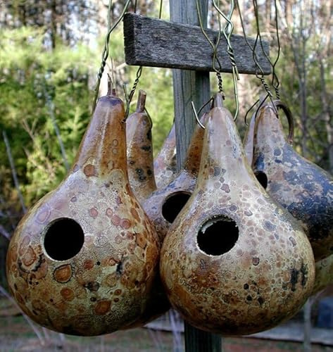 Generic 12 Ornamental Martin Birdhouse Gourd Seeds, Gray
