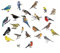 CREATCABIN 4pcs Vinyl Wall Decals Birds Wall Stickers Self-Adhesive Peel and Stick Mural Decoration for Bedroom Living Room Kitchen Wardrobe Door Garden Playroom Yoga Studio Nursery Room