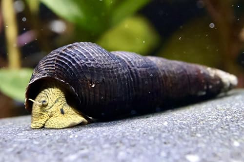 3 Stück Gelbe Felsenschnecke -Tylomelania sp. Yellow/Aquarium Schnecke