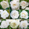 GardenersDream White Rose Bush Potted - Outdoor Garden Plants Ready to Plant - Climbing Roses for Gardens with Fragrant Flower Rose Trees - Colourful Roses for Outdoor Garden - (20-50cm Incl. Pot)