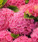 Bauernhortensie Green Shadow 30-40cm - Hydrangea macrophylla