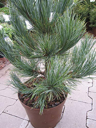 Pinus cembra glauca compacta - Kompakte Blauzirbelkiefer