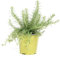 mgc24 Rosmarino sospeso, piante fresche in vaso da 14 cm, rosmarino prostatus, altezza ca. 10 cm, 3 pezzi
