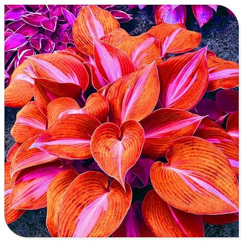 Funkienzwiebeln – winterharte Stauden für Garten, Terrasse, Balkon und Schattenplätze-8zwiebeln-E