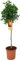 Naranjo Árbol Frutal Citrus Sinensis Naranjero Árbol Naranjo Dulce Planta de Naranjas