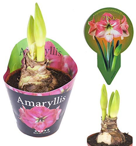 Amaryllis Hippeastrum Echte Pflanze im Topf - Bunte Sets - Eingepflanzte Amaryllis Blumenzwiebeln, tolle Blühpflanze Zimmerpflanze winterhart Blumen Amarillis Amarillys, Amarylis (1 Rosa)