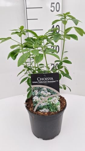 Choisya ternata 'Walberton's Moonshine' – Immergrüner Duftstrauch 30-50 cm | Winterhart, Bienenfreundlich & Pflegeleicht | Zierpflanze für Garten, Kübel & Hecken