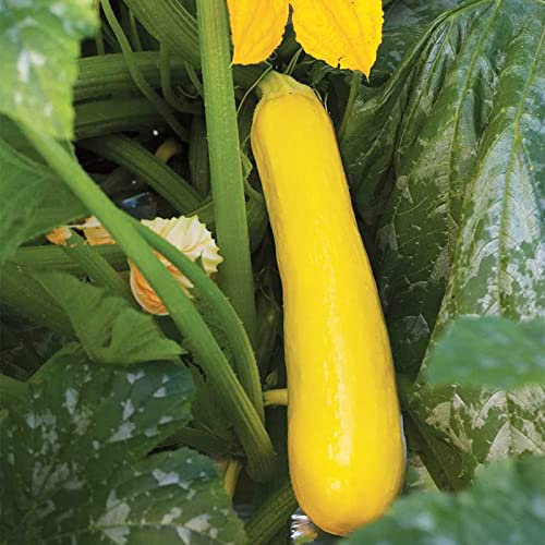 Luojuny Semi di zucchine, 25 pezzi Germinazione facile Tolleranti alla siccità Fioritura a crescita rapida Semi di ortaggi all'aperto per cortile Giallo
