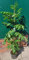 Tausendblütenstrauch, Bienenbaum, Euodia hupehensis, Höhe: 120-130 cm + Dünger