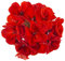 Geranium Plants, 'Deep Scarlet', 20 x Full Plants, Red Geranium, Bedding Plants, Geraniums, Garden Ready and Ready to Plant, Premium Quality Flowers