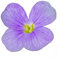 Winter Bedding Plants - Aubretia 'Lilac Blue' - 6 x Plug Plant Pack - Aubretia Plants - Garden Ready + Ready to Plant - Premium Quality