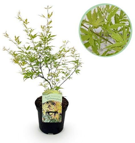 Terrassenpflanze - Japanischer Ahorn - Acer palmatum Methamorphosa - Grün - 1 Pflanze - Laubabwerfend - 60-70cm - Ø25cm - Gartenpflanze