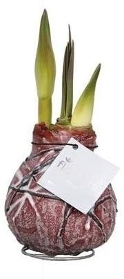 1 x Amaryllis Kein Wasser, Blumen Waxz® Kunst Van Gogh (rot)