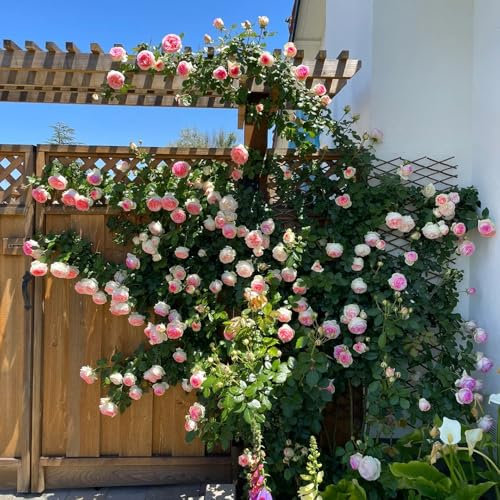 semillas de rosa trepadora, semillas de rosal, maceta, plantas de sombra plantas jardin, decoracion sala Plantas en maceta resistentes y de rápido crecimiento. plantas en macetas, 400pcs