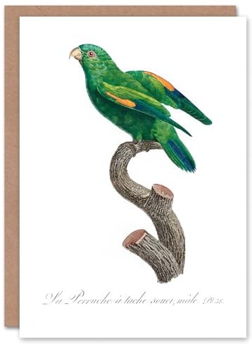 Artery8 Francois Levaillant Art Card The Marigold Lorikeet Parrot