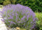1 PIANTA DI LAVANDULA ANGUSTIFOLIA LAVANDA VERA IN VASO 14CM profumata anti insetti